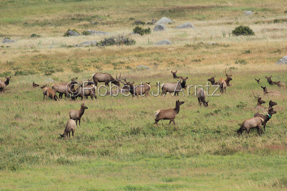 A Gathering of Elk