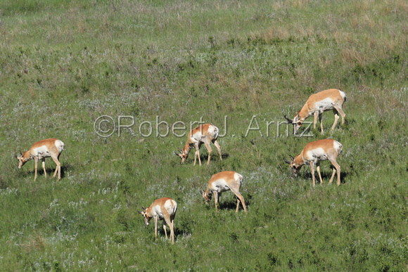Hungry Pronghorn