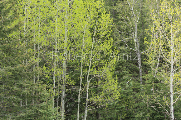 Aspen and Pine Shades