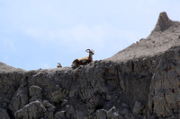 Resting Bighorn Sheep