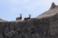 Observant Bighorn Sheep