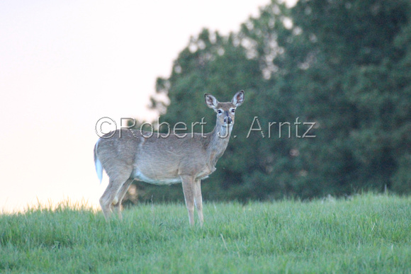 Curious Whitetail Deer