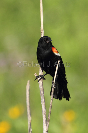 Observant Male Red_Winged Blackbird