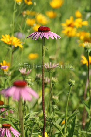 Highlighted Purple Cone Flower