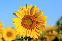 Amazing Sunflower