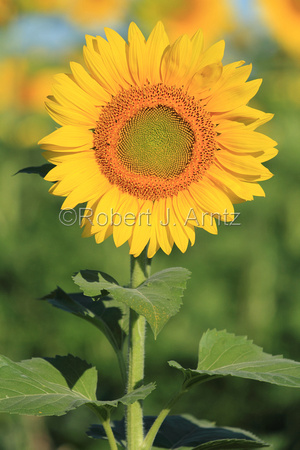 Incredible Sunflower