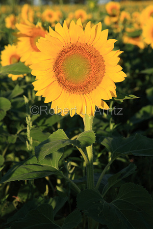 Bright Morning Sunflower