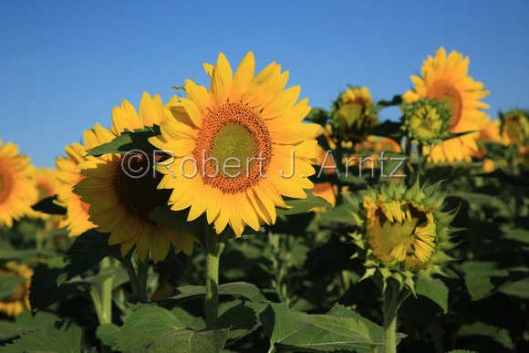 Sunflower Stages