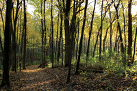 Autumn Trail View