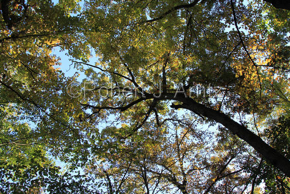 Canopy Above