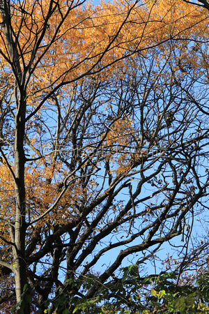 Pattern of Color and Branches