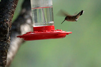 Hovering Hummingbird