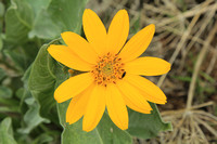 False Sunflower and Insect