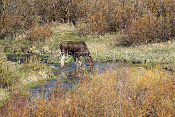 Thirsty Moose