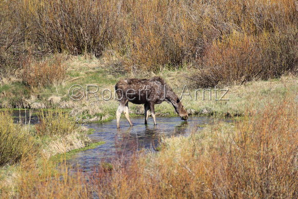 Moose in Creek