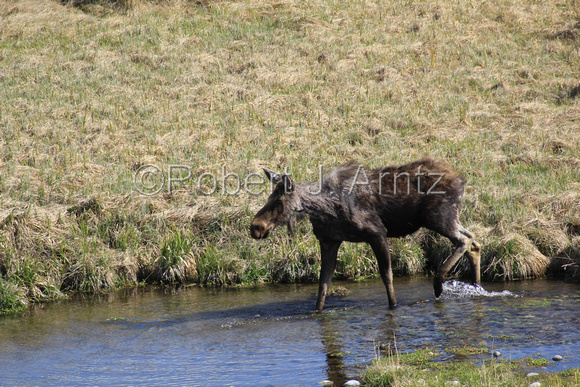 Moose Strolling in Creek