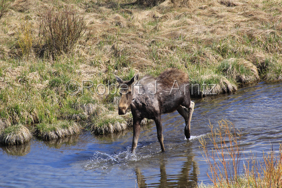 Moose Walking in Creek