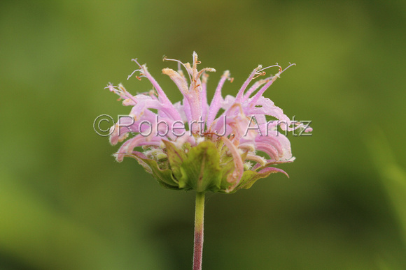 Dew Covered Bee Balm
