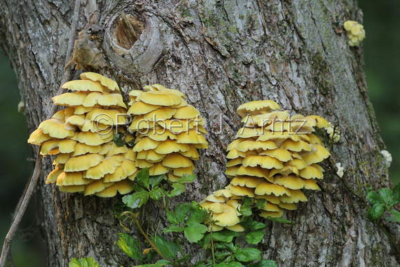 Brilliant Fungus
