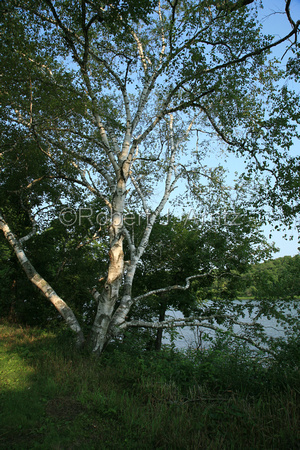 Birch Tree at Lake Shore