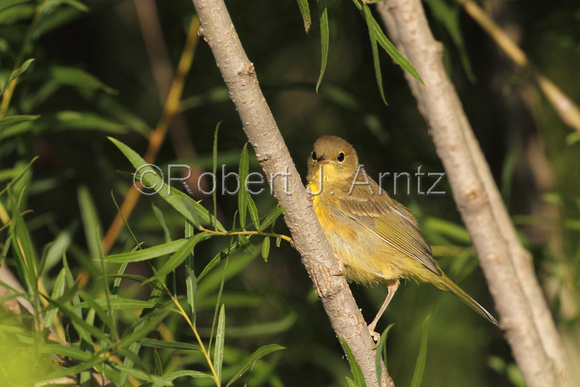Yellow Warbler-1