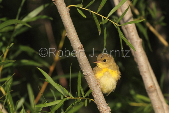Yellow Warbler-4