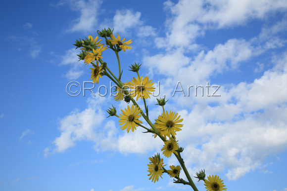 Sky and Compass Plant