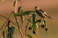 Female Goldfinch Portrait 2