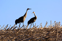 Walking Sandhill Cranes
