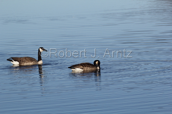 Canadian Geese-1