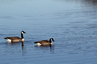 Canadian Geese-2