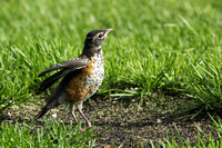 Excited Baby Robin