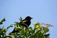 Tree Top Male Red-Winged Blackbird