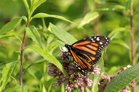 Monarch with Milkweed