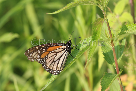 Monarch on Leaf