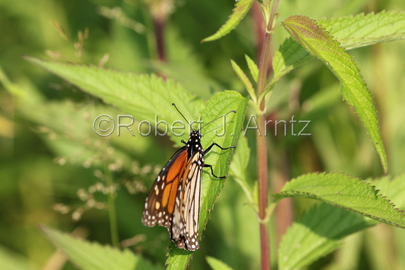 Monarch with Partially Closed Wings