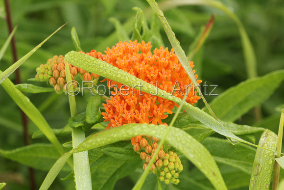 Leaves and Butterfly Weed
