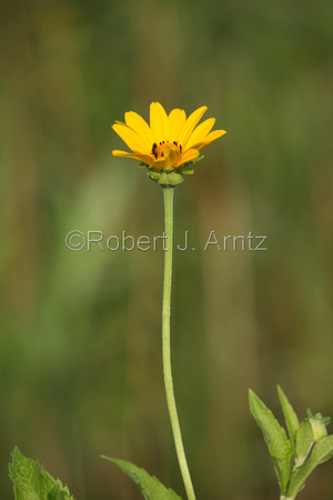 Tiny False Sunflower