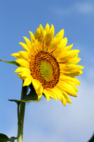 Sunflower and Sky