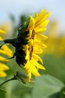 Sunflower Side View