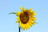 Solo Sunflower