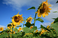 Sunflowers with Sky Above