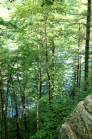 View of Trees from Pine Cliff