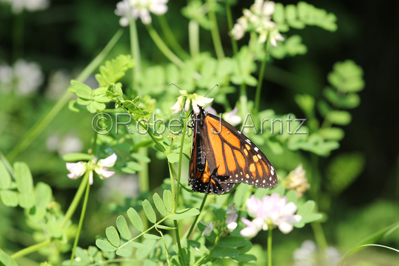 Busy Monarch Butterfly