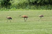 Three Sand Hill Cranes