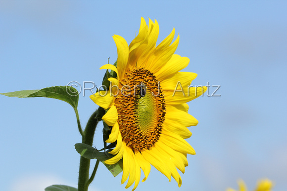 Incredible Sunflower with Bumble Bee