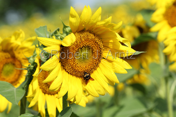 Busy Bumble Bee on Sunflower