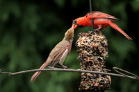Male Cardinal Feeding Female Cardinal