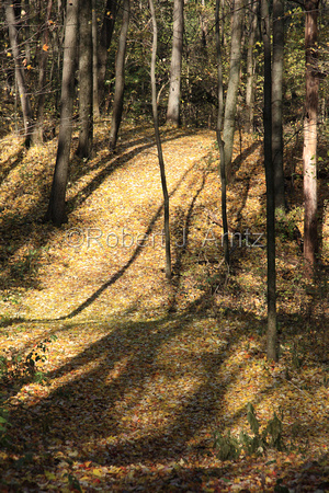 Trail of Leaves