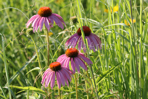 Purple Cone Flowers with Morning Dew